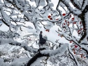 Miền Bắc khả năng có băng giá khi đón đợt không khí lạnh mạnh