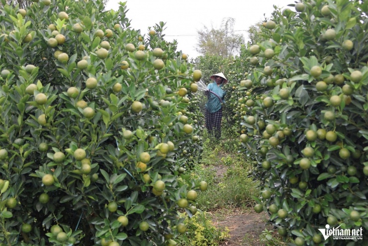 Người trồng quất ở Đà Nẵng bước vào vụ Tết trong cảnh phải đối mặt với dịch bệnh và thời tiết diễn biến bất thường.