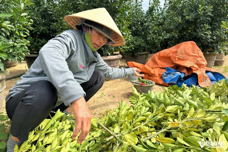 Bà Vân cắt bỏ và thu dọn cành quất bị vàng lá, hư hại do ngập úng.