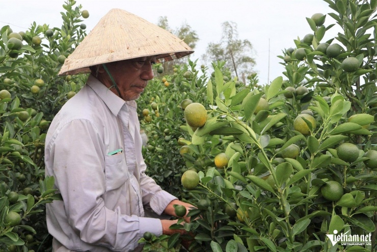 Thủ phủ quất cảnh miền Trung lao đao, nguy cơ thất thu lớn vụ Tết 2026 - 6