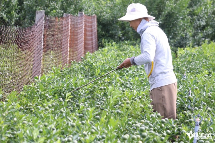 Anh Kiên phun thuốc phòng bệnh để giữ quất phát triển ổn định.