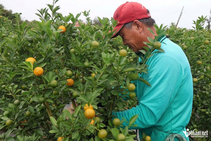 Những ngày này, nông dân hối hả cắt tỉa, chăm bón cây để kịp cung ứng ra thị trường dịp Tết Nguyên đán 2026.