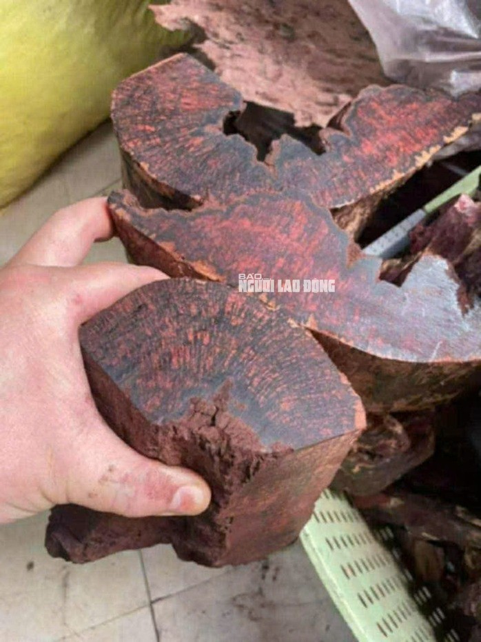 Loài gỗ "vô danh" được thương lái Trung Quốc mua 3 triệu đồng/kg: Quảng Trị cảnh báo điều gì? - 2