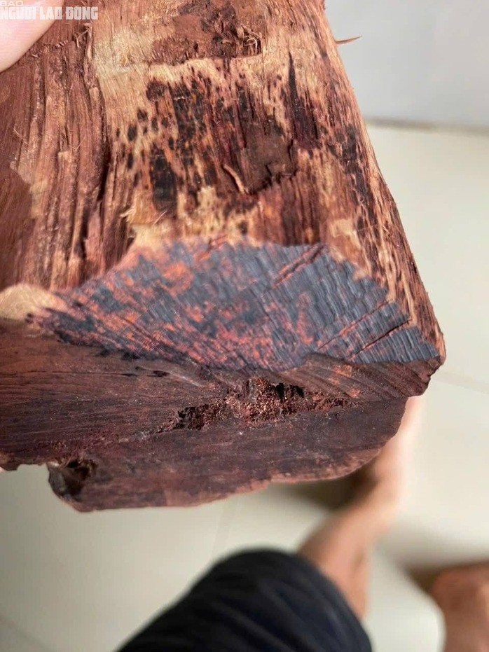Loài gỗ "vô danh" được thương lái Trung Quốc mua 3 triệu đồng/kg: Quảng Trị cảnh báo điều gì? - 3