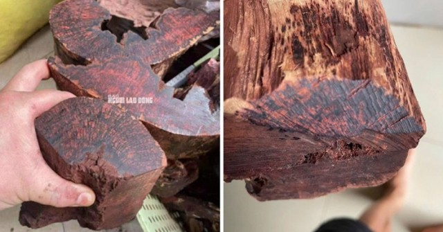Loài gỗ "vô danh" được thương lái Trung Quốc mu...