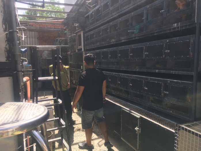 75 con rồng Nam Mỹ bị nuôi nhốt trái phép.