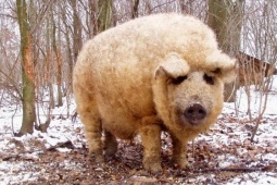 Giống lợn "báu vật" lông xù như cừu, thịt ngon như bò Kobe, từng có nguy cơ tuyệt chủng