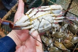 Đánh bắt cua ghẹ trái phép, thu lợi bất chính hơn 3 tỷ, nhiều người bị tù treo