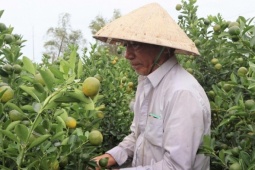 Thủ phủ quất cảnh miền Trung lao đao, nguy cơ thất thu lớn vụ Tết 2026