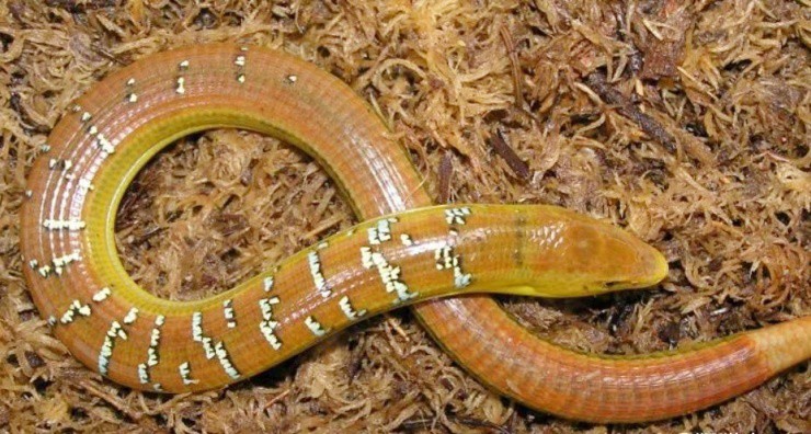 Hơn 17 triệu/kg “lươn núi”, từ bò sát vô hại đến dược liệu đắt đỏ - 2