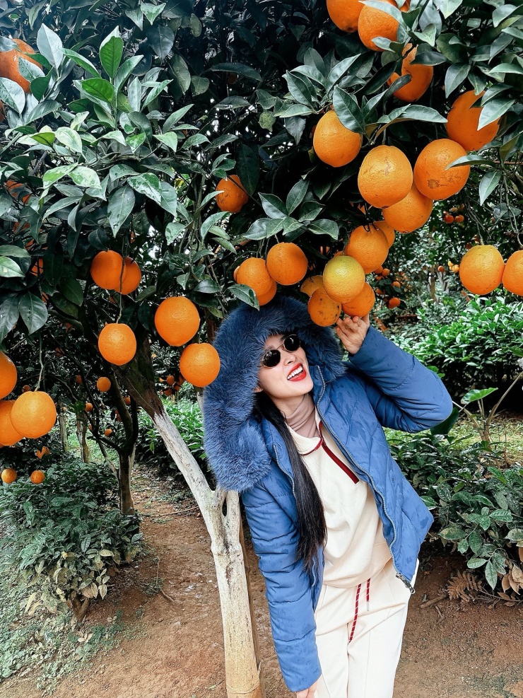 Diễn viên Diệp Bảo Ngọc mê mẩn cây cam sai quả. 