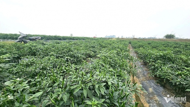 Người dân Thanh Hóa được mùa ớt, được giá. Ảnh: Lê Dương