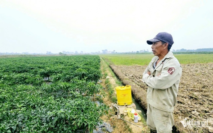 Ông Lê phấn khởi bên ruộng ớt của gia đình. Ảnh: Lê Dương