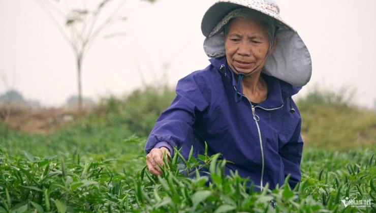 Giá ớt cao, người dân thu nhập cả trăm triệu mỗi vụ. Ảnh: Lê Dương