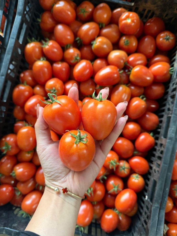 Nhiều người mua hàng cảm thấy ngỡ ngàng khi đà tăng giá cà chua vẫn chưa dừng lại. Tại Hà Nội, loại quả này đã vọt lên 90.000 đồng/kg mà vẫn “cháy hàng”, nếu không mua sớm cũng không còn hàng để chọn.