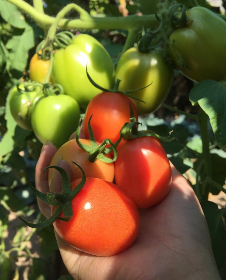 Nhiều người mua hàng chia sẻ, vì giá cà chua quá cao nên đã quyết định không mua và đổi sang loại rau quả khác.