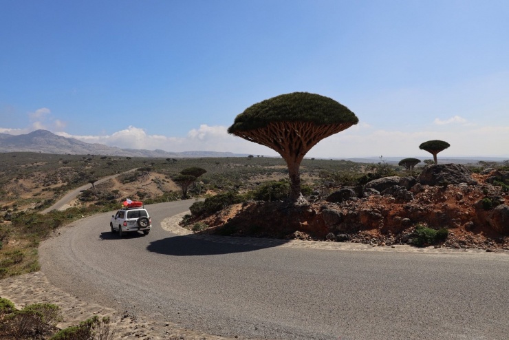 Cây huyết rồng có hình dáng như cây nấm khổng lồ, mọc giữa đất đá khô cằn