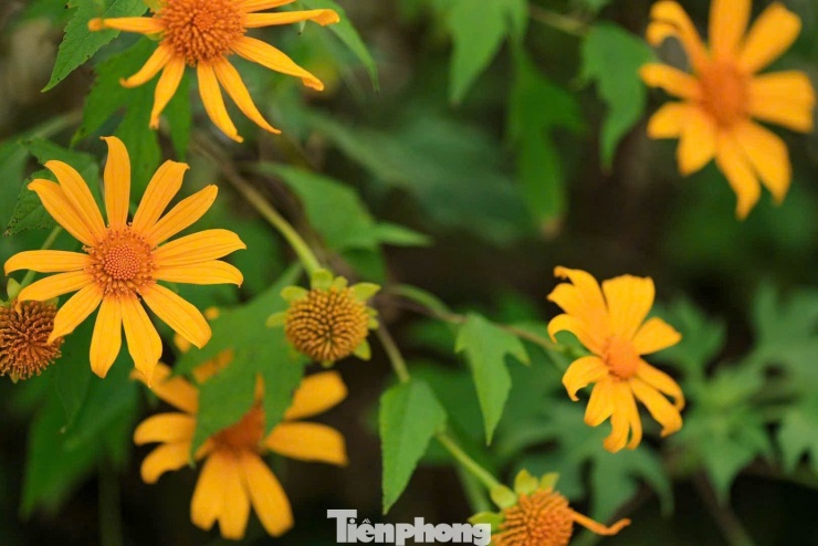 Tới Cao Bằng mùa này, du khách thốt lên: 'Đứng góc nào cũng có ảnh đẹp' - 8
