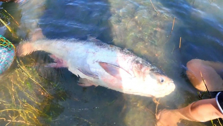 Lượng cá không có nhiều do lượng nước xả thấp