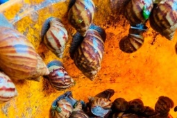 Loài nghe tên "lạnh gáy", trước không ai dám ăn, nay thành đặc sản hiếm có khó tìm