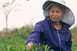 Ớt được mùa, được giá, nông dân Thanh Hóa dựng chòi canh suốt đêm