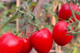 Loại quả trước chỉ vài nghìn đồng/kg, nay giá đắt đỏ ngang thịt khiến người mua hàng “choáng váng”