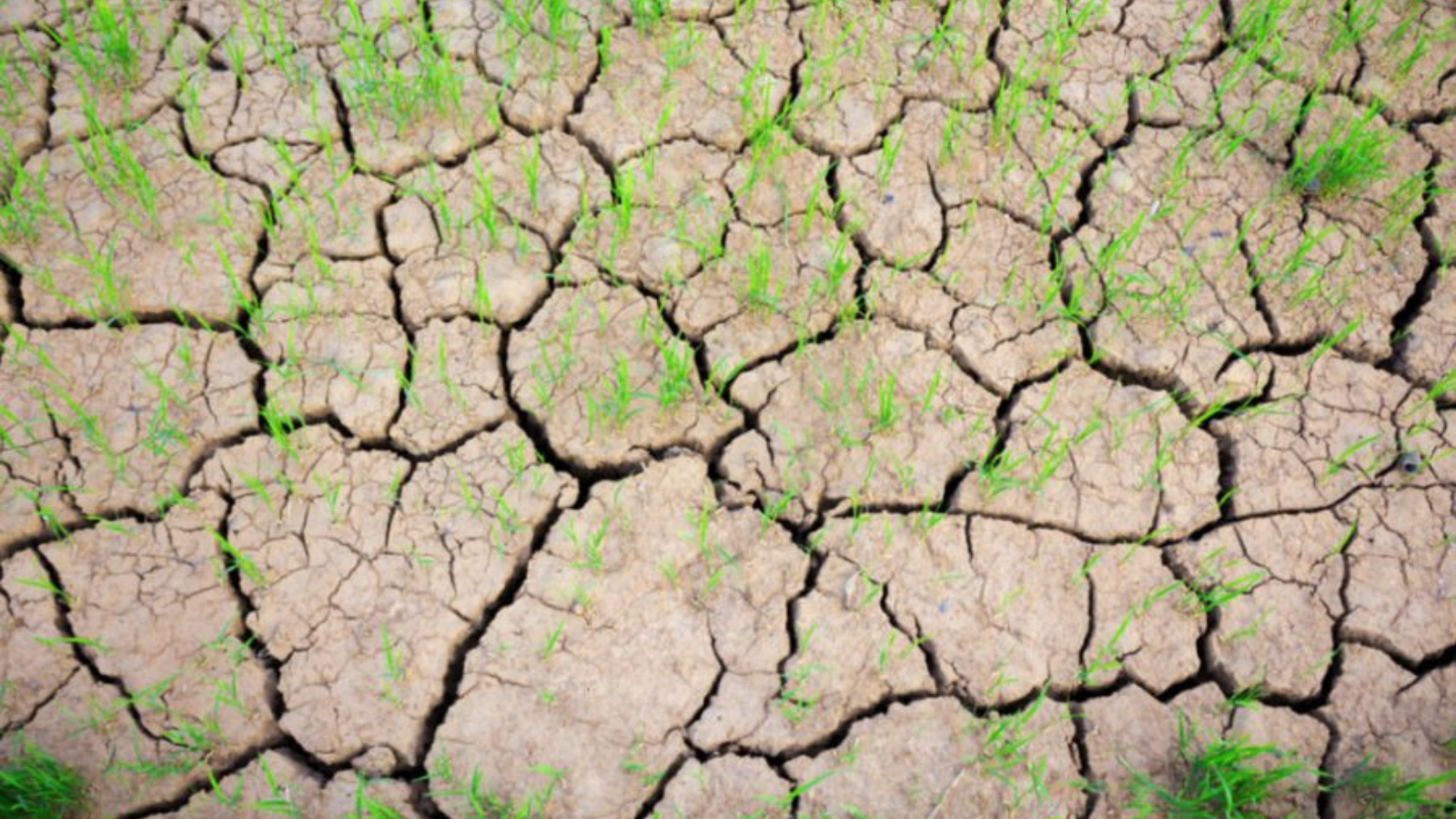 Thoái hoá đất và biến đổi khí hậu dẫn đến cây trồng yếu, dễ bị bệnh, sản lượng nông nghiệp giảm sút