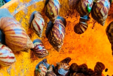 Loài nghe tên "lạnh gáy", trước không ai dám ăn, nay thành đặc sản hiếm có khó tìm