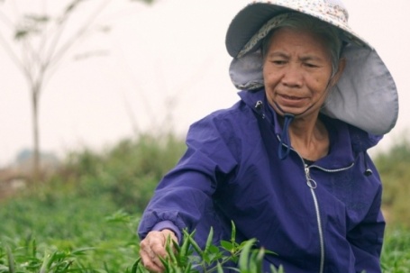 Ớt được mùa, được giá, nông dân Thanh Hóa dựng chòi canh suốt đêm