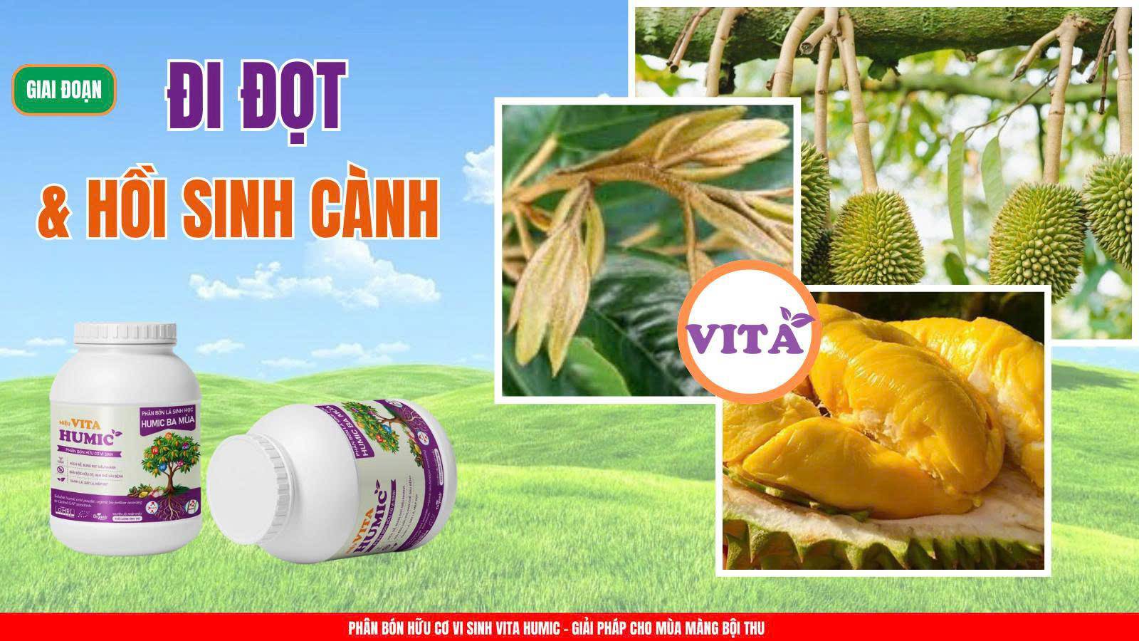 Phân bón hữu cơ vi sinh Vita Humic kích rễ phát triển mạnh, bung đọt nhanh, xanh cây, dày lá, ngăn ngừa vàng lá, thối rễ