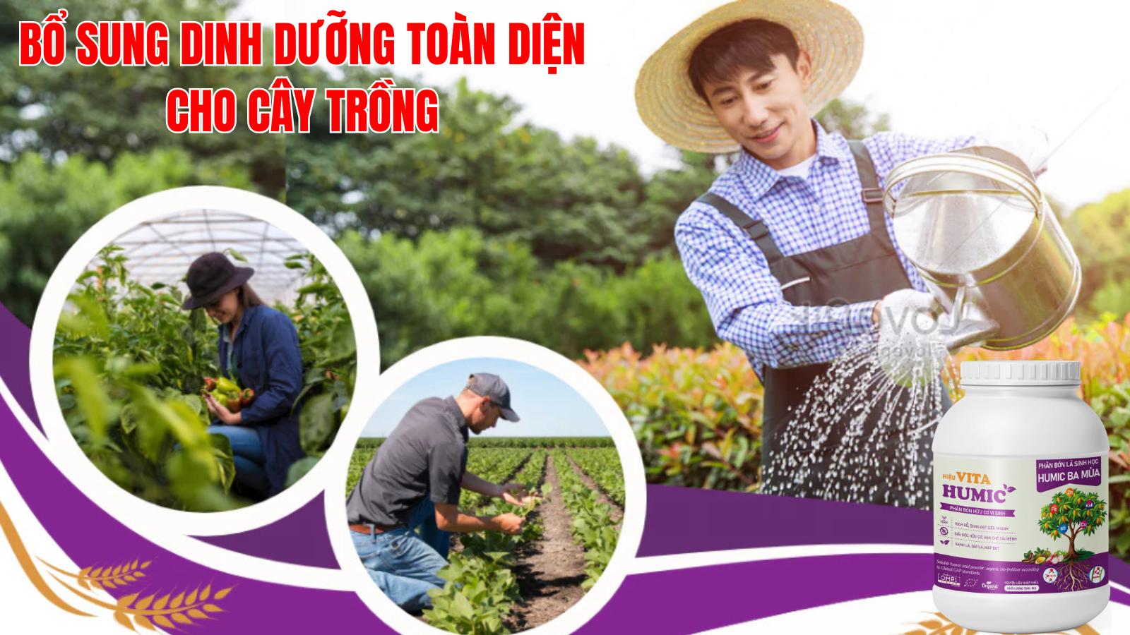 Phân bón hữu cơ vi sinh Vita Humic - người bạn tin cậy của nhà nông