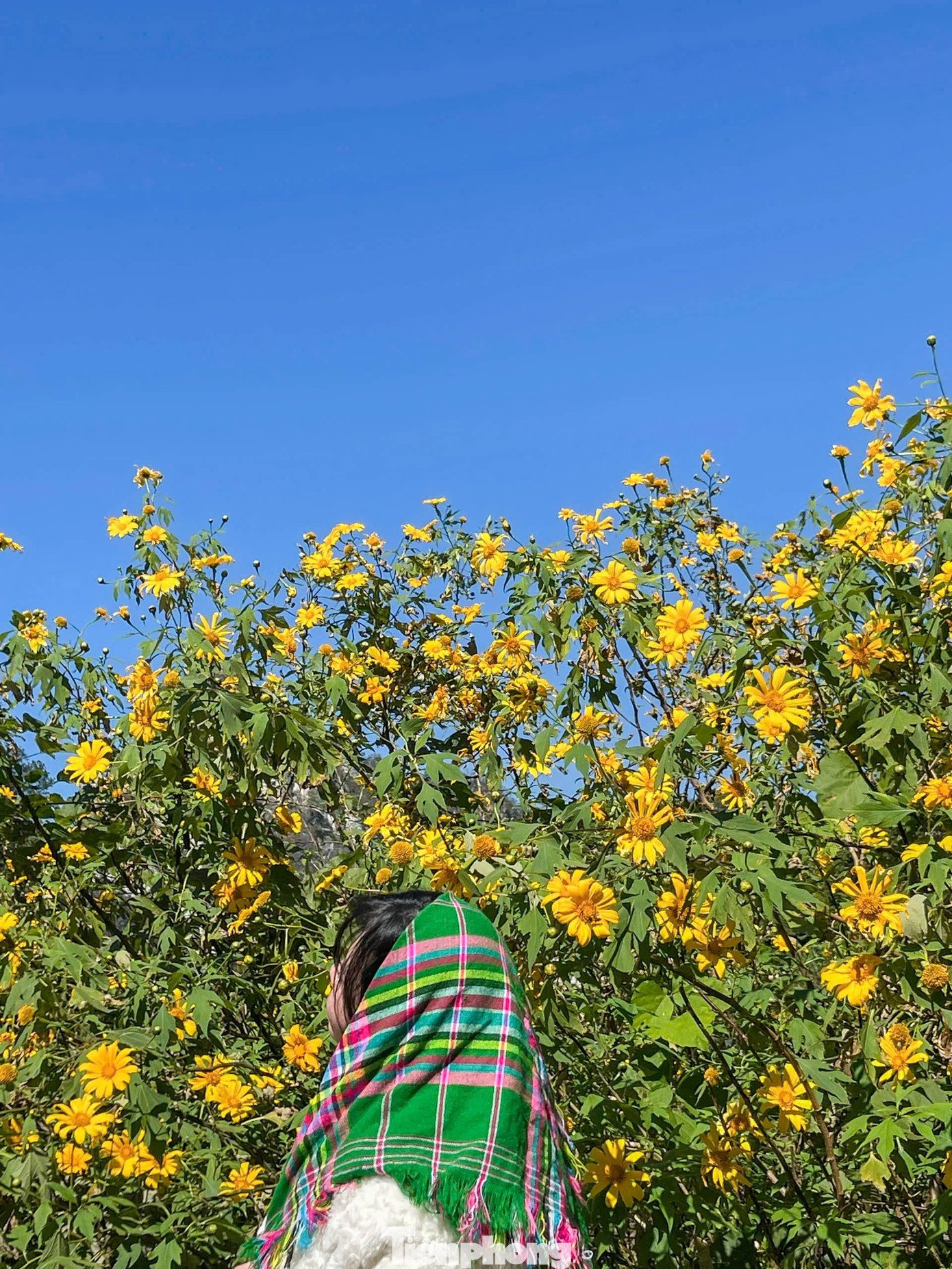 Tới Cao Bằng mùa này, du khách thốt lên: 'Đứng góc nào cũng có ảnh đẹp' - 6