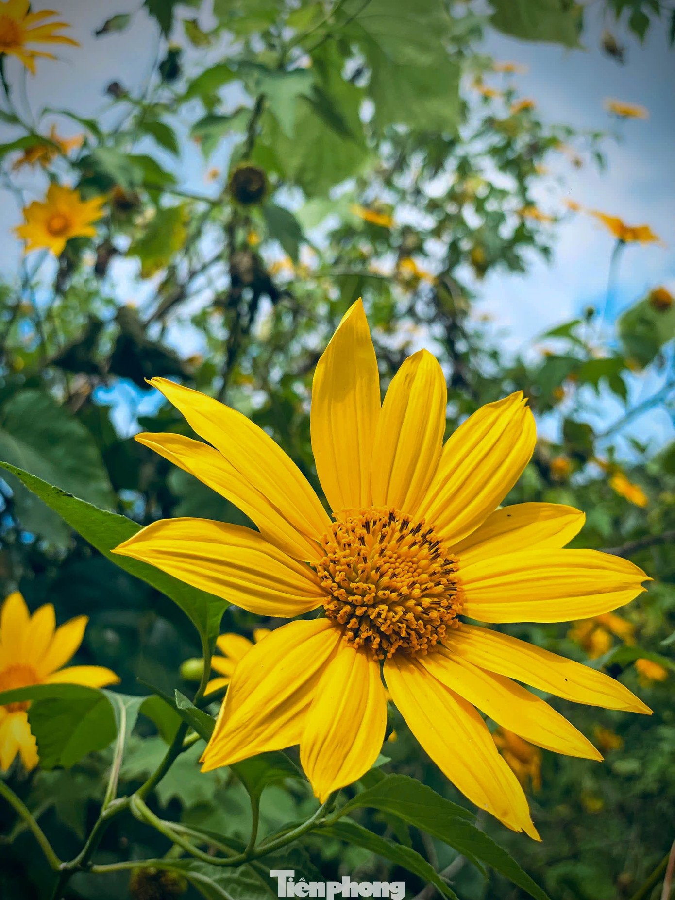 Mùa dã quỳ cũng trùng với thời điểm Cao Bằng đẩy mạnh các hoạt động quảng bá du lịch cuối năm.