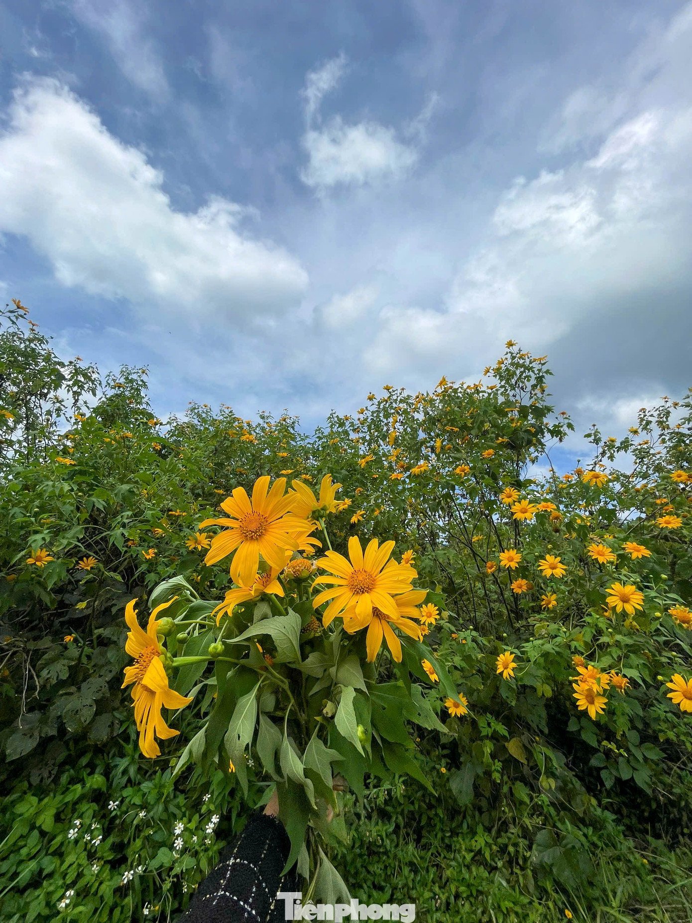 Tới Cao Bằng mùa này, du khách thốt lên: &#39;Đứng góc nào cũng có ảnh đẹp&#39; - 14