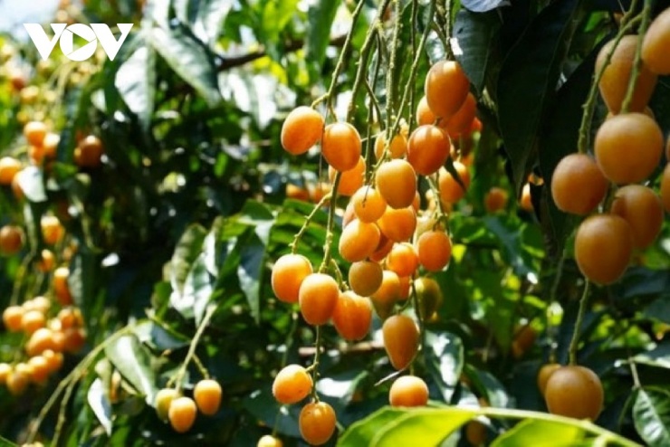 Loại quả bé tí nhiều người tưởng vô dụng lại tốt cho sức khỏe tim mạch và hỗ trợ làm đẹp da - 2