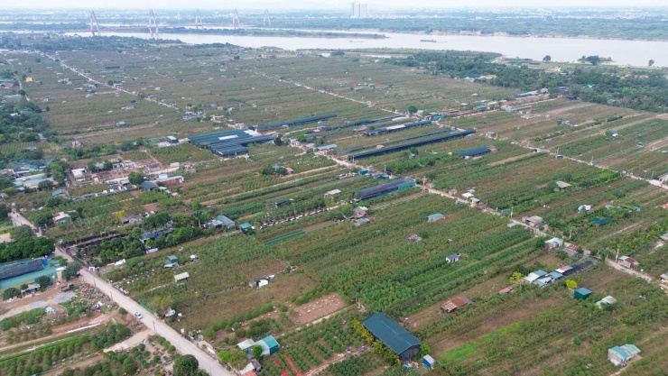 Khi những đợt gió lạnh cuối năm ùa về cũng là lúc không khí Tết Nguyên Đán bắt đầu rộn ràng tại các làng hoa, cây cảnh truyền thống Thủ đô. Tại Nhật Tân, người dân đang hối hả "tuốt lá" cho đào để kích thích nụ bung nở đúng dịp. Trong khi đó, ở Tứ Liên, những cây quất cảnh đang được tạo dáng, uốn thế để sẵn sàng xuất vườn, tạo nên cuộc chạy đua nước rút đầy hứa hẹn với mùa Tết Bính Ngọ.