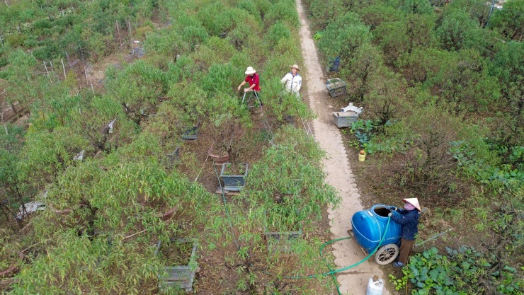 Theo ghi nhận của Dân Việt chiều ngày 14/12, làng đào Nhật Tân những ngày này tấp nập hơn bao giờ hết. Hàng ngàn gốc đào bích, đào phai, đào thất thốn đang được người dân thực hiện công đoạn quan trọng nhất, đó là tuốt lá.