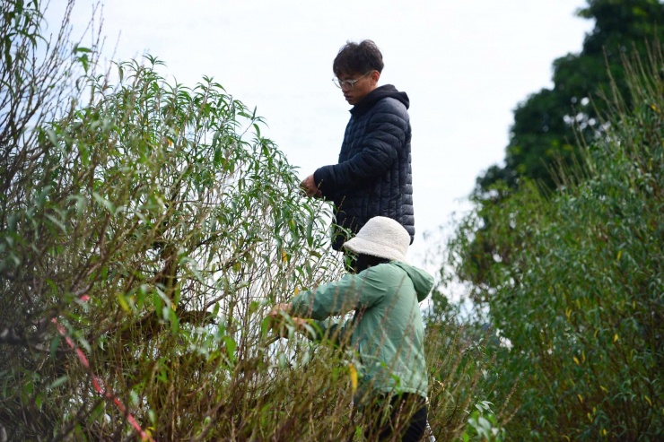 Tuốt lá đào không chỉ là một kỹ thuật canh tác mà còn là nghệ thuật. Người trồng đào phải tính toán chính xác thời tiết, sức cây để tuốt lá đúng thời điểm (thường là khoảng 45 - 55 ngày trước Tết). Nếu tuốt sớm, hoa sẽ nở trước Tết; tuốt muộn, hoa sẽ nở sau Tết.