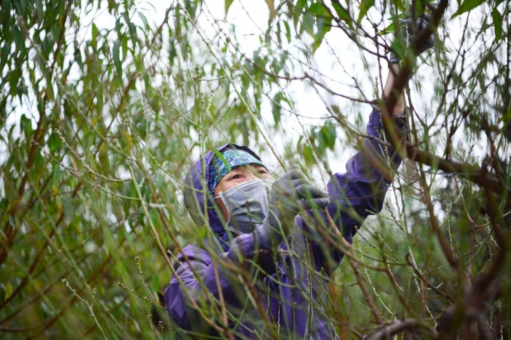 Chủ một vườn đào lâu năm ở Nhật Tân chia sẻ, Năm nay thời tiết thuận lợi, rét đậm vừa phải, giúp cây tích nhựa tốt. Chúng tôi phải thuê nhân công làm ngày làm đêm để kịp tiến độ. Tuốt lá xong, cả vườn sẽ trơ lại những cành khô, nhưng đó là lúc chúng tôi chờ đợi những nụ hoa hồng tươi bung nở rộ vào đúng đêm Giao thừa.