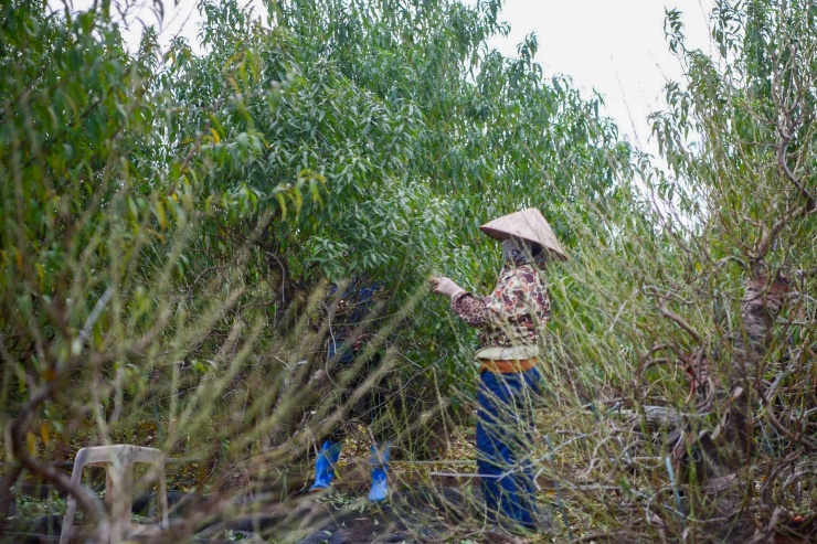 Theo tìm hiểu, năm nay, đào để bàn cỡ nhỏ hiện có giá khoảng 1,5 triệu đồng/cây; những cây lớn, dáng thế đẹp chủ yếu cho thuê với giá từ 6–7 triệu đồng/cây.