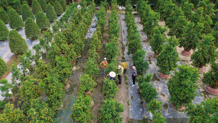 Cách Nhật Tân không xa, làng quất Tứ Liên cũng đang bước vào giai đoạn quyết định. Hàng ngàn cây quất cảnh, từ quất lùm truyền thống đến quất bonsai mini, đang được các nghệ nhân chăm sóc tỉ mỉ.