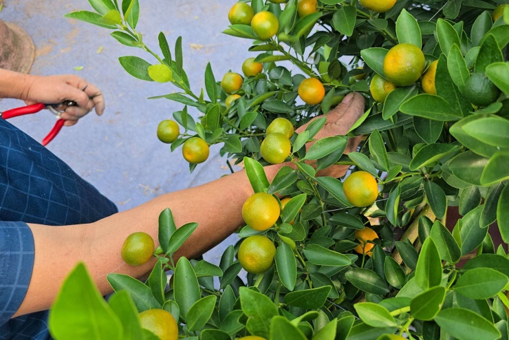 Ông Trần Văn Sản (Chủ vườn quất Anh Sản tại làng Tứ Liên) cho biết, quất năm nay quả đẹp, lá xanh, lộc non bắt đầu đâm chồi. Chúng tôi phải canh lượng nước và phân bón rất kỹ để quả quất không rụng, lá không héo. Quất Tứ Liên nổi tiếng vì sự hài hòa của Tứ Quý (hoa, quả chín, quả xanh, lộc non) trên cùng một cây. Giờ là lúc khách đặt cọc, chúng tôi chỉ cần giữ dáng và chờ ngày đưa cây đi giao.