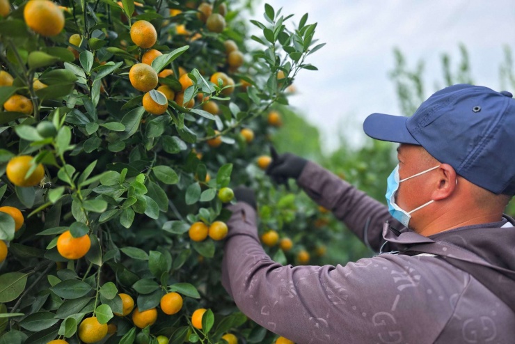 Công việc uốn cành này đòi hỏi kỹ thuật và tay nghề cao nên thường sẽ được giao cho những người thợ lành nghề. Ngoài uốn cành, tạo dáng cho cây, những chậu trồng quất bon sai cũng được lựa chọn tỉ mỉ, mang nhiều yếu tố phong thủy.
