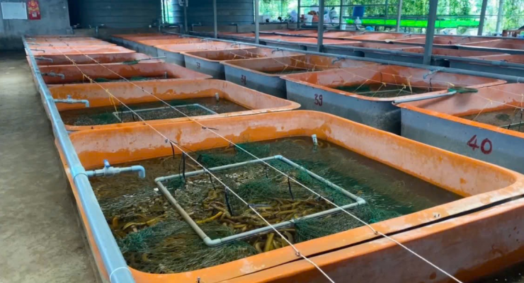 Anh Lê Văn Hột, ấp Xóm Lớn, xã Hòa Bình, tỉnh Cà Mau (địa phận huyện Thới Bình trước đây) đang nuôi hơn 50 bể lươn thương phẩm