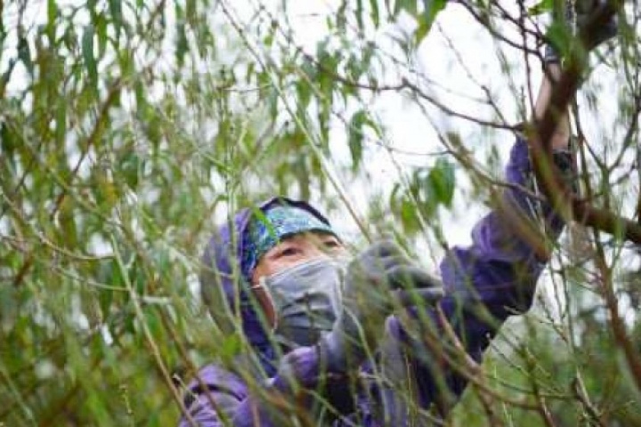 Đào Nhật Tân trút áo, Quất Tứ Liên vào thế chạy đua với Tết