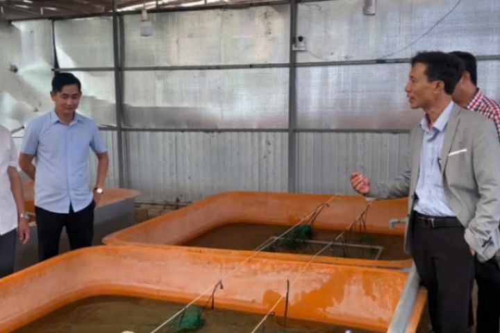 Con vật này "ăn no tắm mát" rủ nhau nằm chật kín trong bồn, nuôi thành công ở Cà Mau, chả quấy phá, bán dễ hơn nuôi lợn