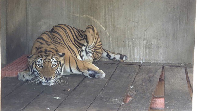 Một con hổ gầy yếu được nuôi nhốt tại phường Đông Hòa, TPHCM