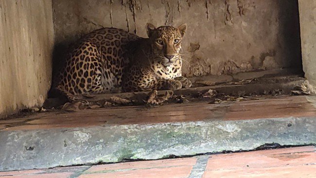 Bắt quả tang một cơ sở đang nuôi nhốt nhiều hổ, gấu, báo tại TPHCM - 4