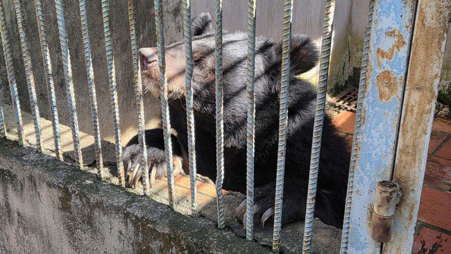 Bắt quả tang một cơ sở đang nuôi nhốt nhiều hổ, gấu, báo tại TPHCM - 5