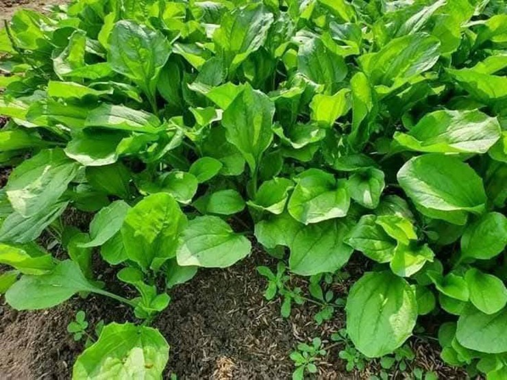 Cây mã đề hay còn có tên gọi là cây bông mã đề, xa tiền thảo là loại cây vốn mọc dại vô cùng quen thuộc ở Việt Nam.
